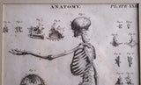 Andrew Bell (1726-1809) - Anatomical Skeleton Engraving, c.1770