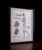 Andrew Bell (1726-1809) - Anatomical Skeleton Engraving, c.1770