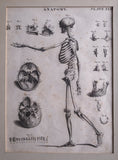 Andrew Bell (1726-1809) - Anatomical Skeleton Engraving, c.1770 - Harrington Antiques