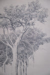 Arthur George Walker RA (1861 - 1939) - Tree Sketch. - Harrington Antiques