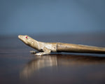 Novelty Brass & Horn Lizard Letter Opener, c.1900 - Harrington Antiques