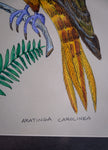 Pair of Naive Pen & Ink Birds of Paradise - Harrington Antiques