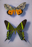 William H. Howe (1928 - 2009) - Moth Beauties From San Andreas. - Harrington Antiques