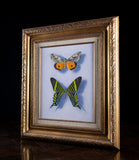 William H. Howe (1928 - 2009) - Moth Beauties From San Andreas. - Harrington Antiques