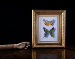 William H. Howe (1928 - 2009) - Moth Beauties From San Andreas. - Harrington Antiques