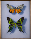 William H. Howe (1928 - 2009) - Moth Beauties From San Andreas. - Harrington Antiques