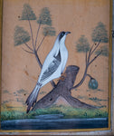 19th Century Mughal School - Bird And Tree. Signed. - Harrington Antiques