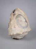 19th Century Relief Carved Cameo Conch Shell - Harrington Antiques