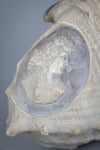 19th Century Relief Carved Cameo Conch Shell - Harrington Antiques