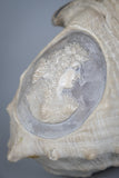 19th Century Relief Carved Cameo Conch Shell - Harrington Antiques