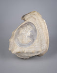 19th Century Relief Carved Cameo Conch Shell - Harrington Antiques