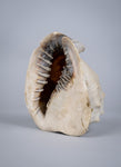 19th Century Relief Carved Cameo Conch Shell - Harrington Antiques