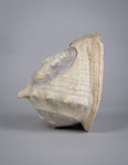 19th Century Relief Carved Cameo Conch Shell - Harrington Antiques