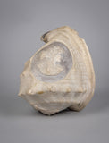 19th Century Relief Carved Cameo Conch Shell - Harrington Antiques