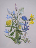 Barbara Watson (fl. 1956) - Still Life of Wild Flowers. Gouache. - Harrington Antiques