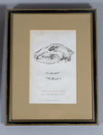 Early 19thC Engravings Of Bear & Bat Skulls (James Basire). Published 1824. - Harrington Antiques