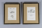 Early 19thC Engravings Of Bear & Bat Skulls (James Basire). Published 1824. - Harrington Antiques