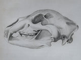 Early 19thC Engravings Of Bear & Bat Skulls (James Basire). Published 1824. - Harrington Antiques