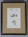 Early 19thC Engravings Of Bear & Bat Skulls (James Basire). Published 1824. - Harrington Antiques