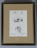 Early 19thC Engravings Of Bear & Bat Skulls (James Basire). Published 1824. - Harrington Antiques