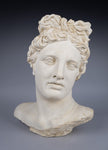 Large Plaster Bust Of Apollo Belvedere - Harrington Antiques