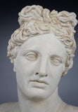 Large Plaster Bust Of Apollo Belvedere - Harrington Antiques