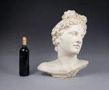 Large Plaster Bust Of Apollo Belvedere - Harrington Antiques