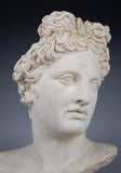 Large Plaster Bust Of Apollo Belvedere - Harrington Antiques