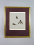 Mary Elliot Lacey (1924-2004) 'Privet Hawk Moth', Signed Gouache. - Harrington Antiques