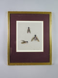 Mary Elliot Lacey (1924-2004) 'Privet Hawk Moth', Signed Gouache. - Harrington Antiques