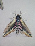 Mary Elliot Lacey (1924-2004) 'Privet Hawk Moth', Signed Gouache. - Harrington Antiques