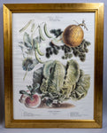 Pair of Vilmorin Andrieux Paris Framed Prints - No. 31 (1880) & No. 34 (1884) - Harrington Antiques